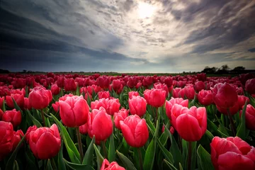 Tuinposter red tulip field in Netherlands © Olha Rohulya
