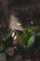 buds of snowflakes on a dark background growing in the woods