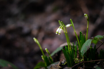 buds of snowflakes on a dark background growing in the woods