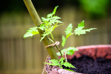 Closeup of potted heirloom tomato seedling small plant growing in orange garden container pot with soil in spring or summer