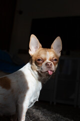 A Chihuahua dog sits on a carpet, basking in the sun. The dog stuck out his tongue. The dog is two years old. Female.