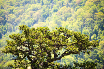 Fototapeta na wymiar Blue Ridge mountains in Shenandoah park, Virginia in summer with green foliage on lone one cedar pine tree on cliff with mountain forest in blurry background