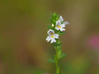 Euphrasia stricta flowers known also as drug eyebright or strict eyebright