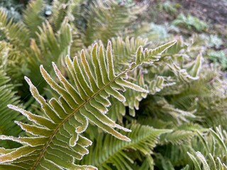 Naklejka na ściany i meble A frost covered sword fern