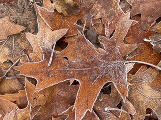 A frost covered oak tree leaf