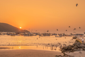 playa, ocasos, aves marinas, playas, botes, yates, surfers, vida marina