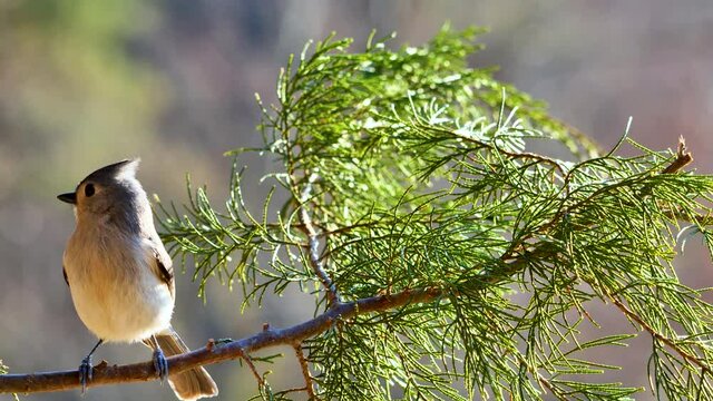 Tufted Titmouse perching on cedar branch