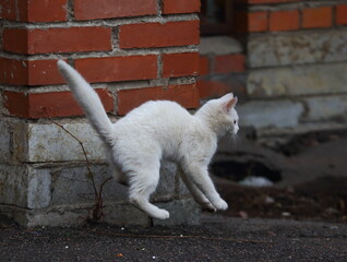 Playing white cat in a jump at a brick wall