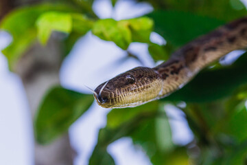 Boa snake on a tree