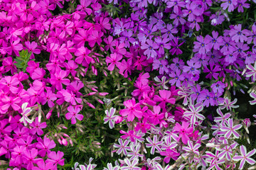 Obraz premium Three colors of the flower Phlox subulata