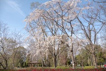 枝垂れ桜