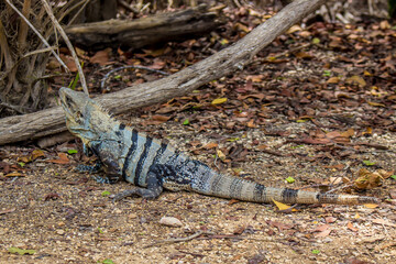 A courious Mexican striped Iguana 