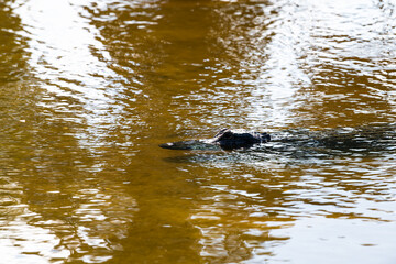 Closeup of one alligator in deep hole lake pond of Myakka River State Park, Sarasota, Florida swimming in water