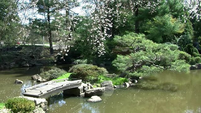 Camera jibs from Japanese garden pond to cherry tree covered in blossoms.