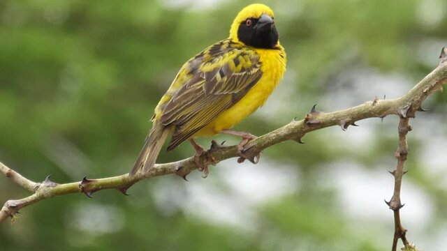 Angry bird yellow Masked Weaver prunes thorny tree branch in close up