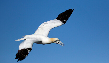 Fototapeta na wymiar Northern gannets diving for fish in the North Sea off the coast of Yorkshire