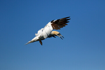 Northern gannets diving for fish in the North Sea off the coast of Yorkshire