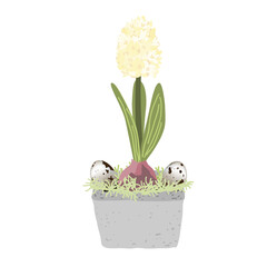 Blue hyacinth in pot isolated on white background decorated with quail eggs and moss. Bulb spring flower vector illustration, Easter design element