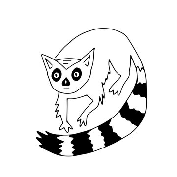 Hand drawn black vector illustration a portrait of a beautiful scared adult young lemur with big sad eyes and a long striped tail isolated on a white background