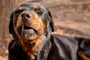 portrait of a dog