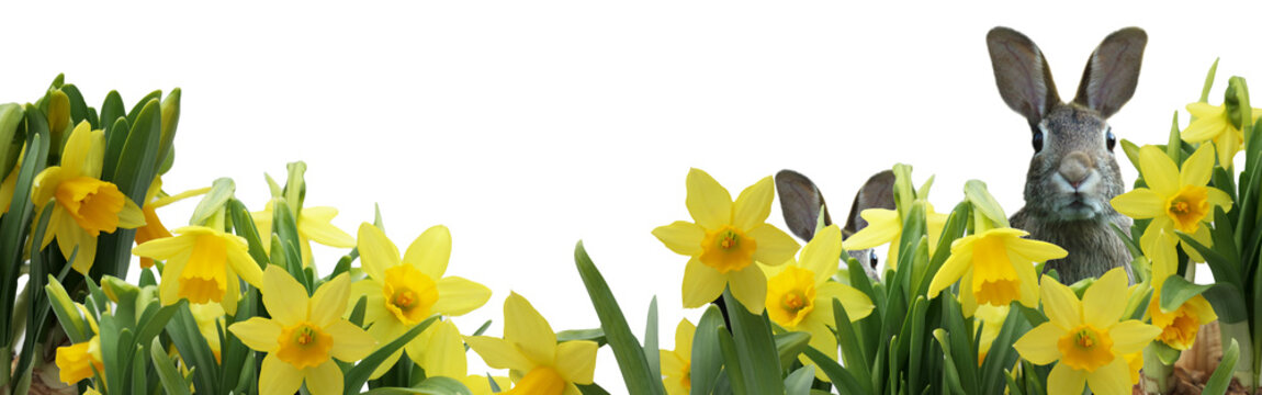 two easter bunnies and spring daffodils isolated on white - banner - copy space
