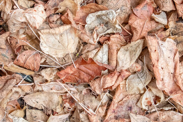 autumn leaves background