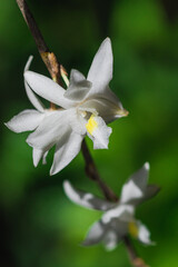 Fototapeta premium close up of white orchid flower