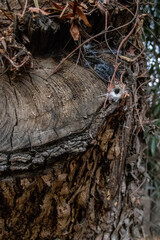 tree trunk with roots