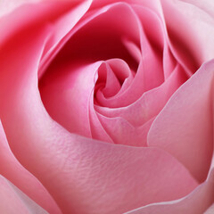 Beautiful pink rose. Close up
