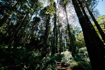 Forest in Sintra, Portugal