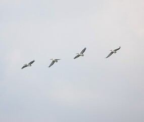 pelicans in flight