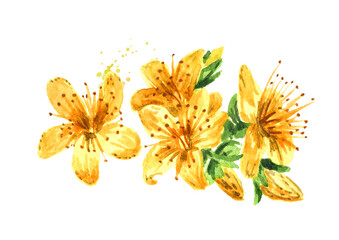 St. John’s wort or Hypericum perforatum flower. Watercolor hand drawn illustration, isolated on white background