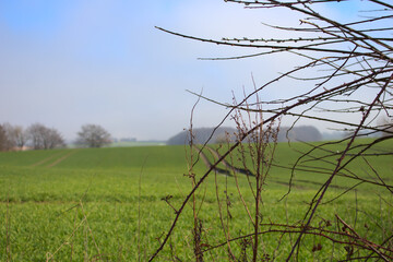 Blurred Background of a green field