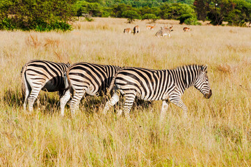 Fototapeta na wymiar zebras in the safari