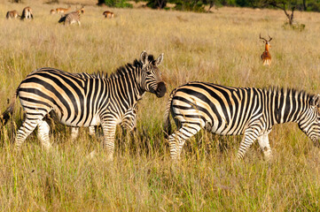 Naklejka na ściany i meble zebras in the safari