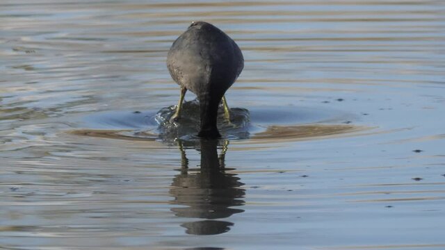 American Coot Bird Diving for Plant Snacks. Slow Motion. Arizona.
