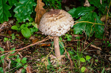 Pilze fungi im Wald