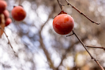 apple khaki in a tree