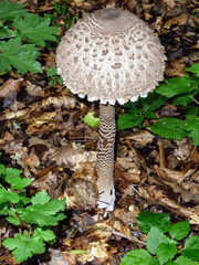Pilze fungi im Wald