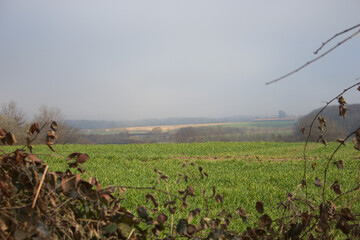 Green field with blurred leaves