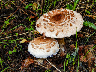 Pilze fungi im Wald