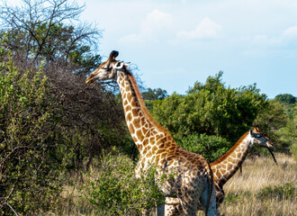 giraffe in the wild