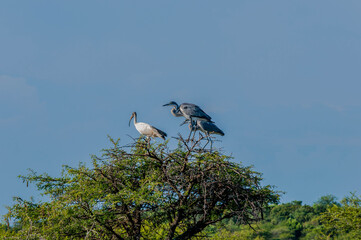 stork on a tree