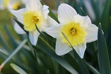 daffodil flowers in spring bloom close up
