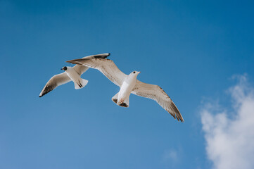 Beautiful white seagulls fly against the blue sky, soaring above the clouds.