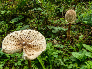 Pilze fungi im Wald