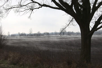 Mystic mist over a field