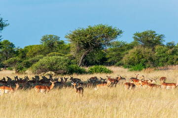 Naklejka na ściany i meble herd of impalas