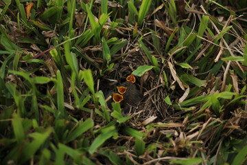 a bird's nest found in the middle of the grass