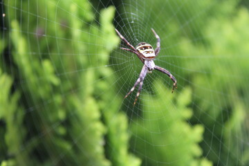 自然の中の絡新婦